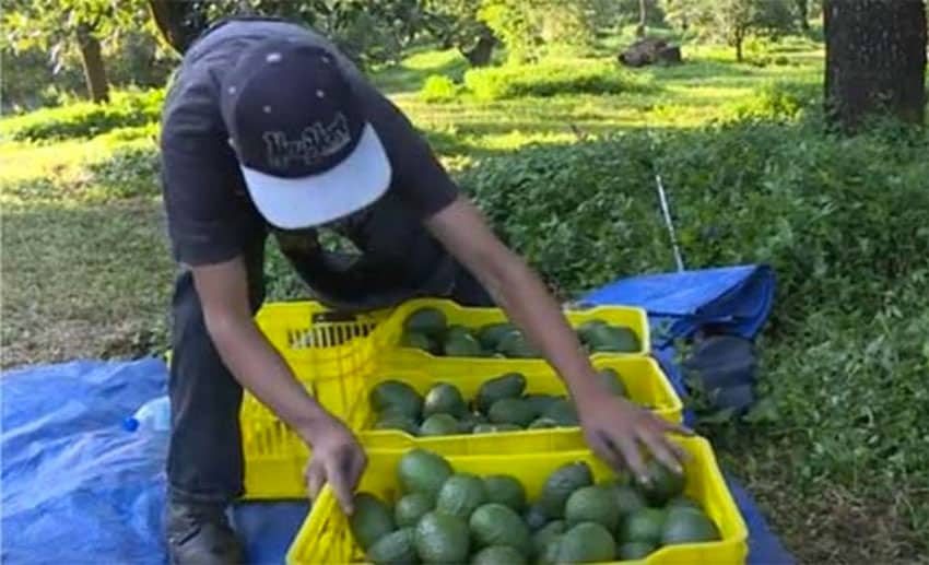 Harvesting the green gold in Michoacán.