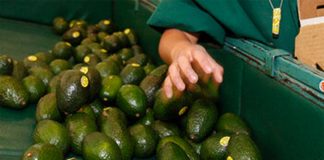 Avocado growers targets of extortion.