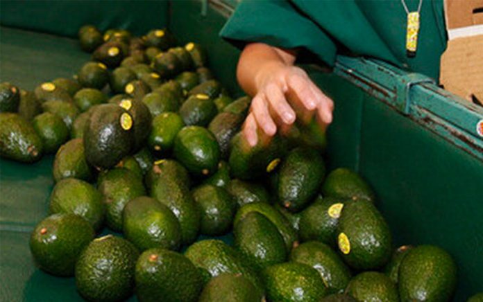 Avocado growers targets of extortion.