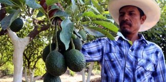 Growers are arming themselves to protect their livelihood.