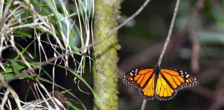 Illegal logging has been a major threat to the butterflies' survival.