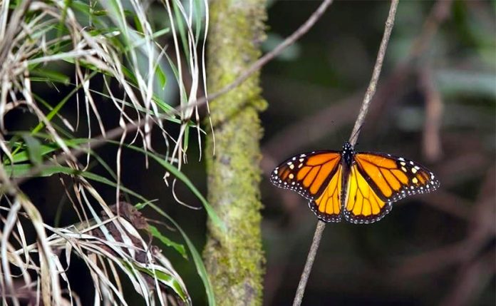 Illegal logging has been a major threat to the butterflies' survival.