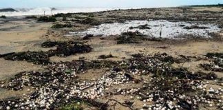 Turtle eggs on a Oaxaca beach after last week's tropical storm.