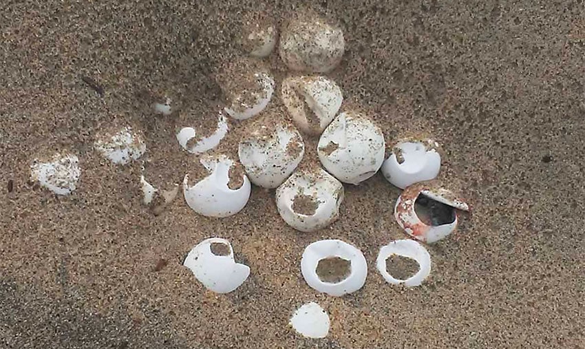 Millions of turtle eggs were lost on Oaxaca beaches.