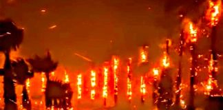 Trees burn on the roadside in Baja California.