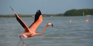 PInk flamingos are being counted on Yucatán peninsula.