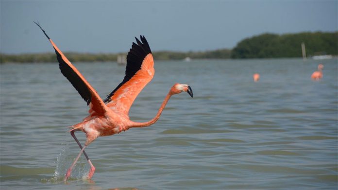 PInk flamingos are being counted on Yucatán peninsula.