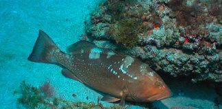 Red grouper: beware of plastic.