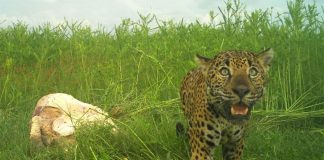 Hidden camera captures jaguar with its dinner.