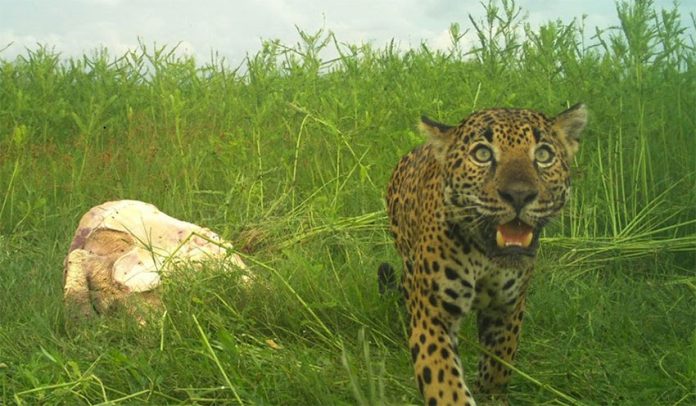 Hidden camera captures jaguar with its dinner.