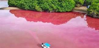 Pink-colored water of Oaxaca's Manialtepec lagoon.