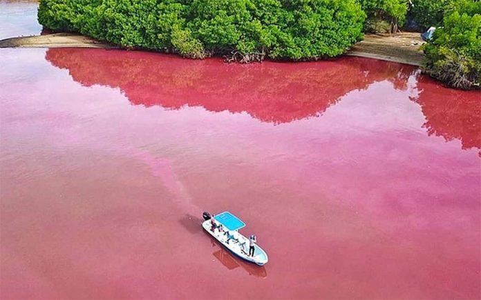 Pink-colored water of Oaxaca's Manialtepec lagoon.