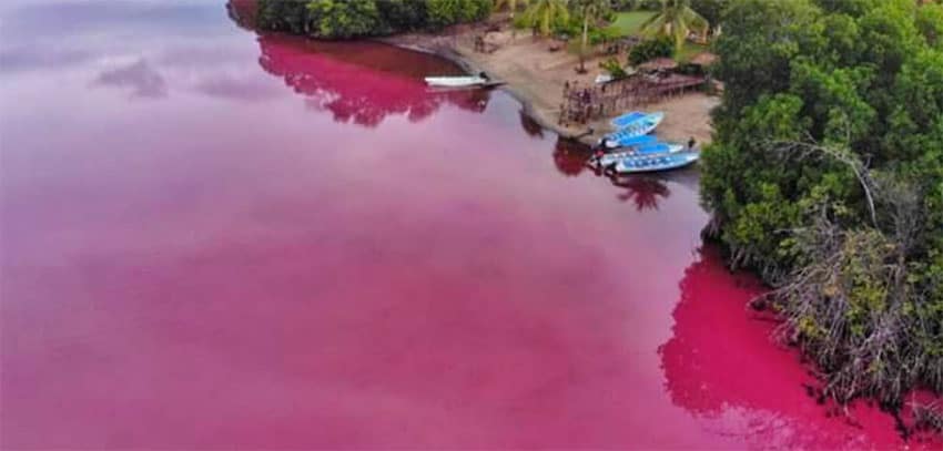 Studies are under way to determine why the lagoon's water has turned pink.