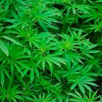 One estimate puts the number of potential recreational users of pot at more than seven million.