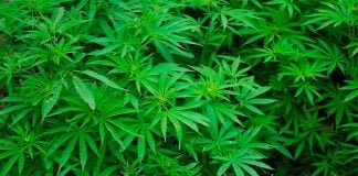 One estimate puts the number of potential recreational users of pot at more than seven million.