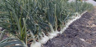 Onions were among products whose prices were down in September.