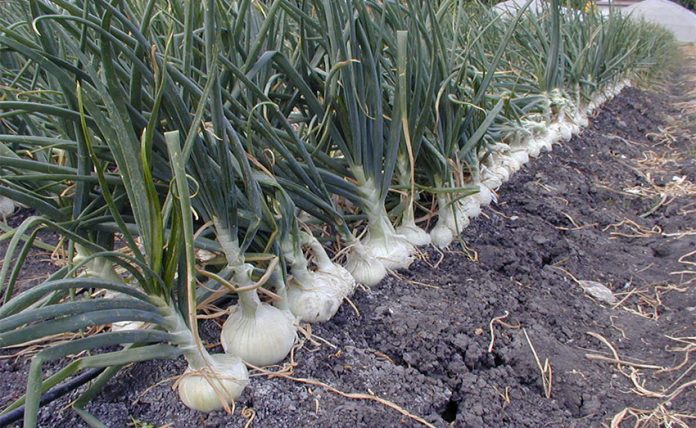 Onions were among products whose prices were down in September.