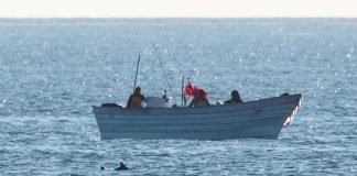 A vaquita porpoise swims alongside a boat fishing illegally in a restricted area.