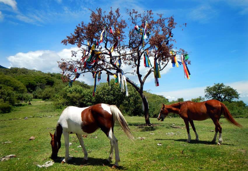 The Tree of Life, well decorated with colorful strips of cloth.