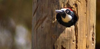 An acorn woodpecker hard at work inside a telephone pole.