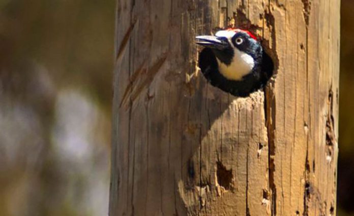 An acorn woodpecker hard at work inside a telephone pole.