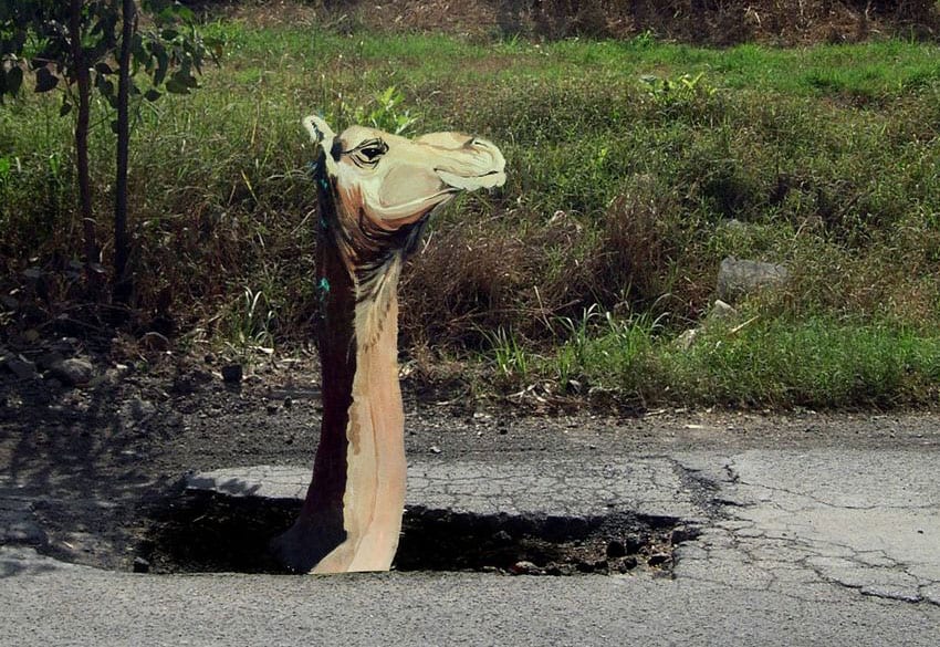 camel in a pothole
