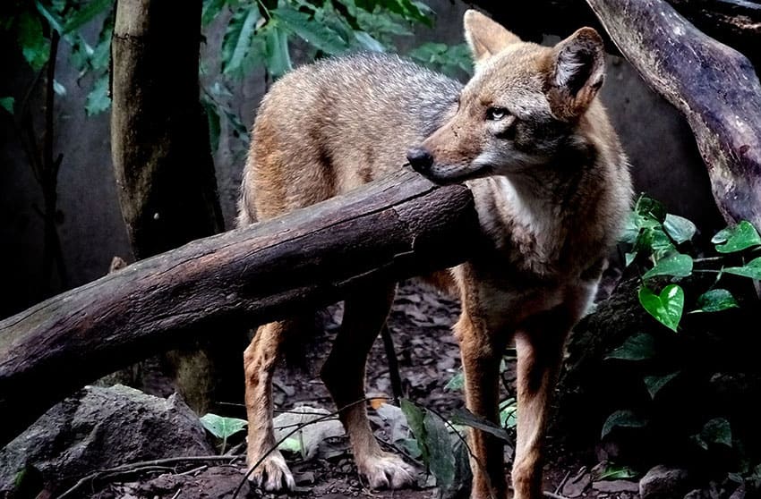 A fox takes a look around his jungly home at the Tuxtla zoo.