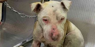 Dog that was victim of abuse.