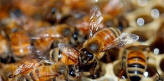 Bee protection efforts revealed in two states.