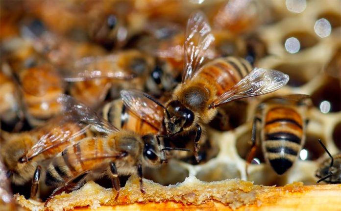 Bee protection efforts revealed in two states.