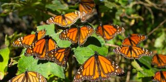 monarch butterflies