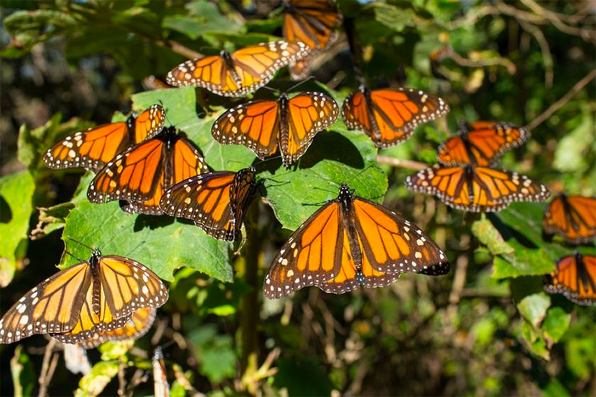 First colonies of monarch butterflies arrive in Michoacán