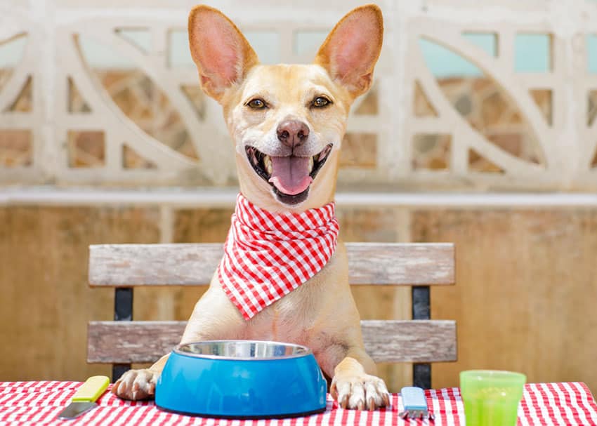 dog in restaurant