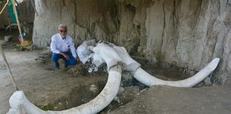 Mammoth bones that were found in a trap in México state.