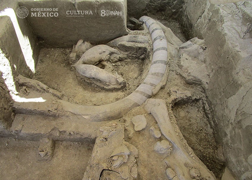 Bones from 14 mammoth skeletons have been found.