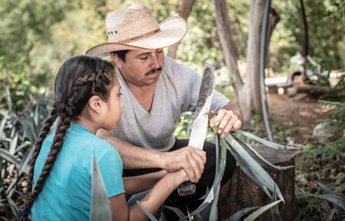 Antonio Carlos 'Conejo' Martínez shows his daughter Alma how to trim the baby agave roots for planting