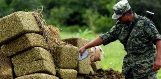 A soldier inspects seized marijuana.