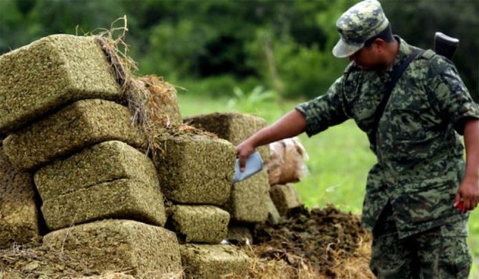 A soldier inspects seized marijuana.