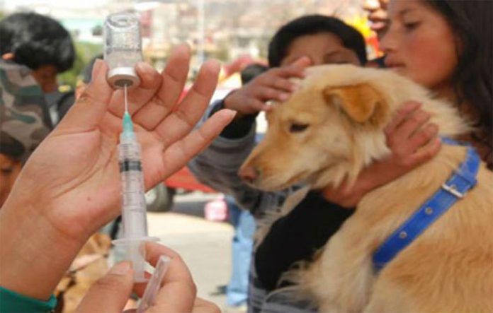 Mass vaccination campaigns part of strategy to counter rabies.