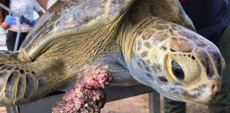 One of the turtles with large tumors.