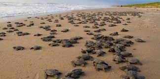 Turtles arrive on a Tamaulipas beach to lay their eggs.