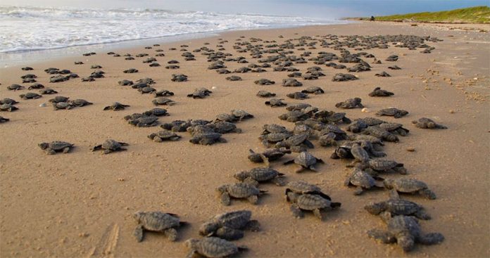 Turtles arrive on a Tamaulipas beach to lay their eggs.