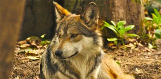 The Mexican wolf is no longer extinct, but the species remains endangered.