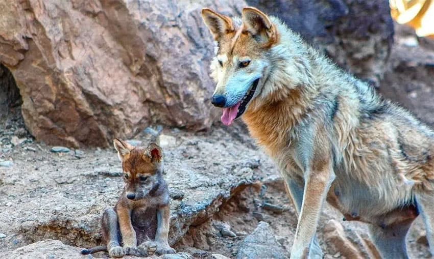 Mexican wolf and its pup.