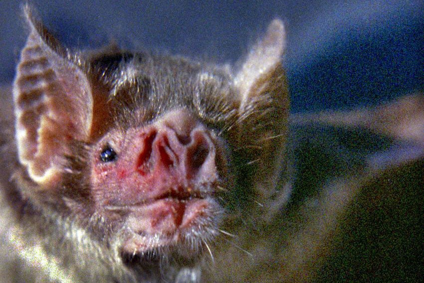 Seven species of bats inhabit the cave, including a small number of vampire bats.