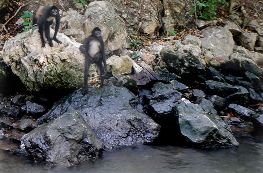 Spider monkeys Pancho, left, and Alondra live on the riverside.
