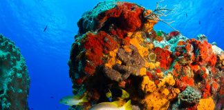 Coral reefs will be reopened to the public in Cozumel.