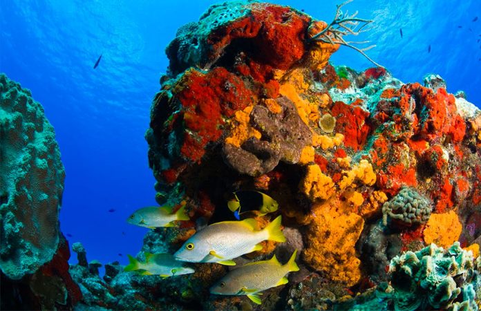 Coral reefs will be reopened to the public in Cozumel.