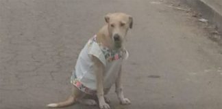 Yucatán street dog in traditional dress.
