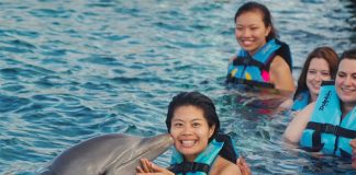 Visitors swim with dolphins at a Dolphin Discovery park.